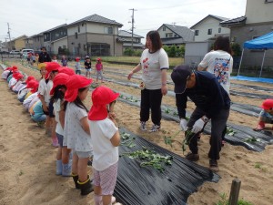 さつまいも苗植え