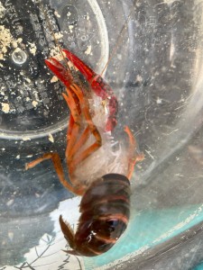 ザリガニが脱皮しました