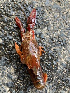 ザリガニが脱皮しました