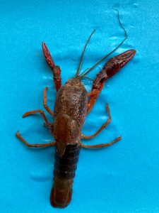 ザリガニが脱皮しました