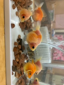 あたらしい仲間(*´▽｀*)